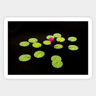 Lily Pads on Black Water Sticker